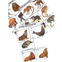 Комплект дидактических карточек: "Систематика и экология млекопитающих" (96 штук, цвет., лам.) - «globural.ru» - Саранск