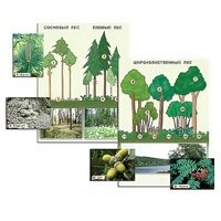 Гербарий фотографический "Растительные сообщества. Лес" (раздаточный) - «globural.ru» - Саранск