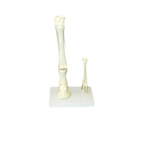 Модель "Скелет конечностей лошади и овцы" (на подставке) - «globural.ru» - Саранск