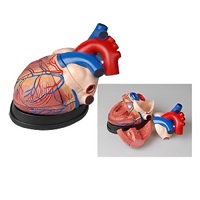 Модель сердца в разрезе (демонстрационная) - «globural.ru» - Саранск