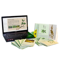 Гербарий натурально-интерактивный "Дикорастущие растения" - «globural.ru» - Саранск