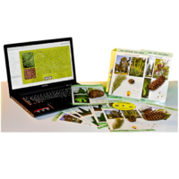 Коллекция натурально-интерактивная "Голосеменные растения" - «globural.ru» - Саранск