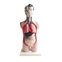 Торс человека разборный - «globural.ru» - Саранск