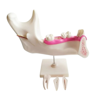 Комплект моделей - «globural.ru» - Саранск