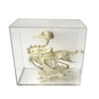 Комплект скелетов различных классов животных - «globural.ru» - Саранск