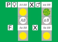 Модель-аппликация Дигибридное скрещивание. Законы Менделя. (набор из 84 карт) - «globural.ru» - Саранск