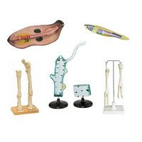 Комплект зоологических моделей демонстрационный - «globural.ru» - Саранск