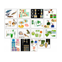 Комплект моделей-аппликаций демонстрационный - «globural.ru» - Саранск