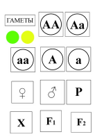 Модель-аппликация Моногибридное скрещивание и его цитологические основы - «globural.ru» - Саранск