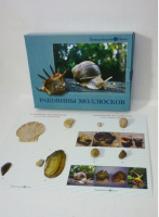 Коллекция "Раковины моллюсков" (вариант 2) - «globural.ru» - Саранск