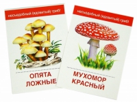 Раздаточные карточки "Грибы съедобные и не съедобные" - «globural.ru» - Саранск