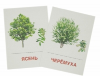 Раздаточные карточки "Деревья и кустарники" - «globural.ru» - Саранск