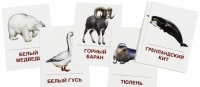 Раздаточные карточки "Животные холодных широт" - «globural.ru» - Саранск