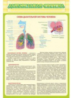 Стенд "Дыхательная система" - «globural.ru» - Саранск