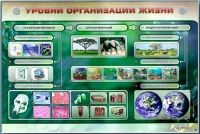 Электрифицированный стенд "Уровни организации жизни" - «globural.ru» - Саранск