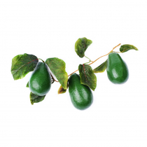 Муляж "Ветка авокадо" - «globural.ru» - Саранск