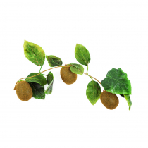 Муляж "Ветка киви" - «globural.ru» - Саранск