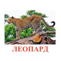 Карточки Домана "Дикие животные-2" - «globural.ru» - Саранск