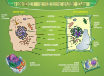 Стенд "Строение животной и растительной клеток" - «globural.ru» - Саранск