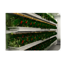 Стеллаж для выращивания клубники "Стена" - «globural.ru» - Саранск