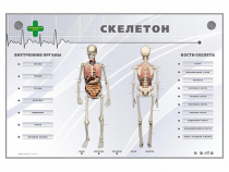 Электрифицированный стенд-тренажер "Скелетон" - «globural.ru» - Саранск