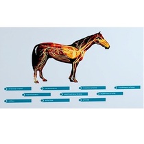 Стенд-планшет светодинамический "Изучение кровеносной системы сельскохозяйственных животных" со сменными панелями - «globural.ru» - Саранск