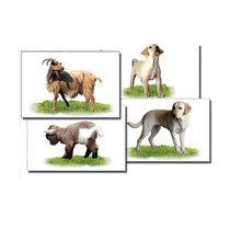 Набор карточек "Домашние животные" (раздаточные) - «globural.ru» - Саранск