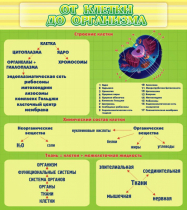 Стенд "От клетки до организма" - «globural.ru» - Саранск