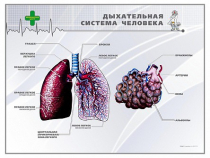 Стенд "Дыхательная система человека" - «globural.ru» - Саранск