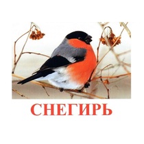 Карточки Домана "Птицы-1" - «globural.ru» - Саранск