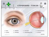 Интерактивный стенд "Строение глаза" - «globural.ru» - Саранск