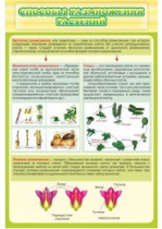 Стенд "Способы размножения растений" - «globural.ru» - Саранск