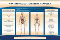 Электрифицированный стенд-тренажер c макетом скелета "Анатомическое строение человека" - «globural.ru» - Саранск