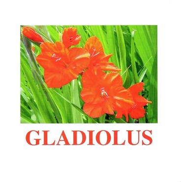 "Flowers-1" ("Цветы-1") английские карточки Домана - «globural.ru» - Саранск