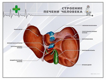 Стенд "Строение печени человека" - «globural.ru» - Саранск