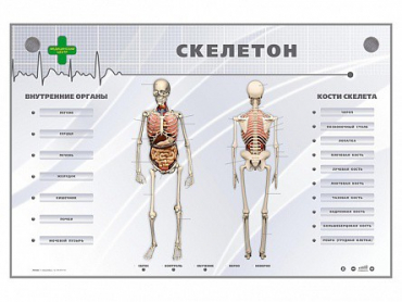 Электрифицированный стенд-тренажер "Скелетон" - «globural.ru» - Саранск