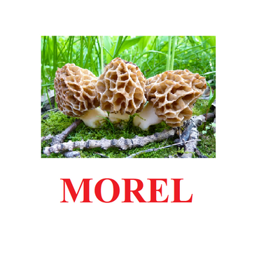 "Mushrooms" ("Грибы") английские карточки Домана - «globural.ru» - Саранск