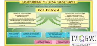 Стенд "Методы селекции и биотехнологии" - «globural.ru» - Саранск