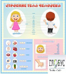 Стенд "Строение человека" для детей - «globural.ru» - Саранск