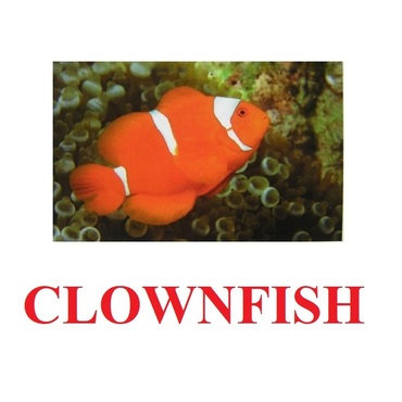 "Fish" ("Рыбы") английские карточки Домана - «globural.ru» - Саранск